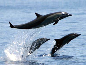 Dolphins are numerous in the ocean water not far from the Finca Florida. 